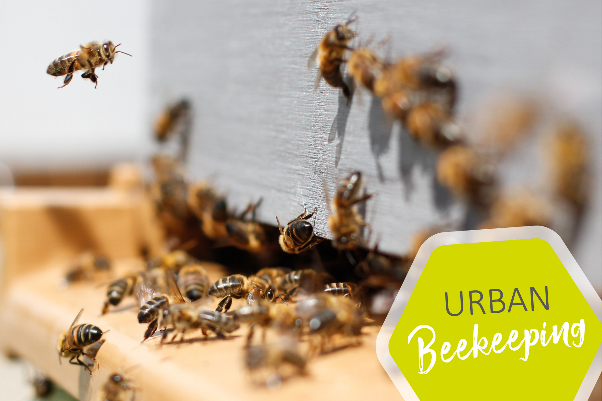 Urban Beekeeping im Campus Living Aachen Urban Beekeeping im Campus Living Aachen